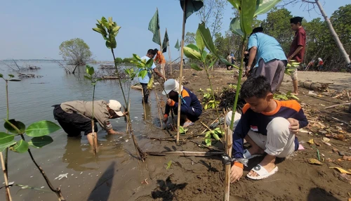 Peduli Lingkungan Nu Kota Pekalongan Tanam Mangrove Dan Bersih Pantai