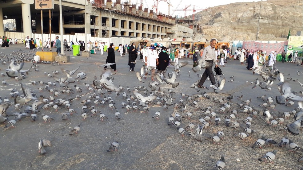 Misi Di Balik Memberi Makan Merpati Di Masjidil Haram