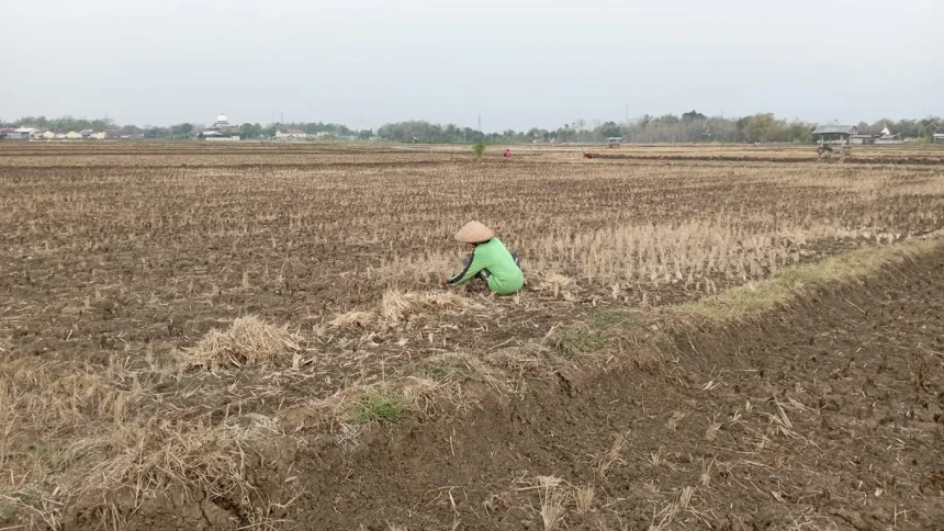 Hari Tani Nasional: Petani Sengsara, Kebijakan Pemerintah Tidak Pro-Petani