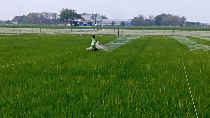 Begini Strategi untuk Tarik Minat Generasi Muda agar Mau Jadi Petani