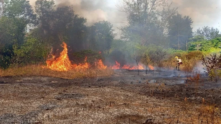 Karhutla Terus Berulang, 6 Provinsi Terdampak dan Puluhan Hektare Lahan Hangus