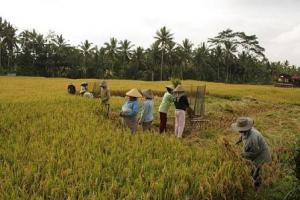 RUU Pangan belum Dukung Kedaulatan Pangan