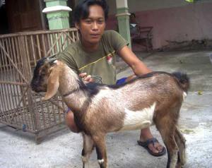 Info Harga Hewan Qurban