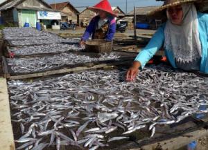 Ansor Randuputih Kembangkan Usaha Ikan Teri