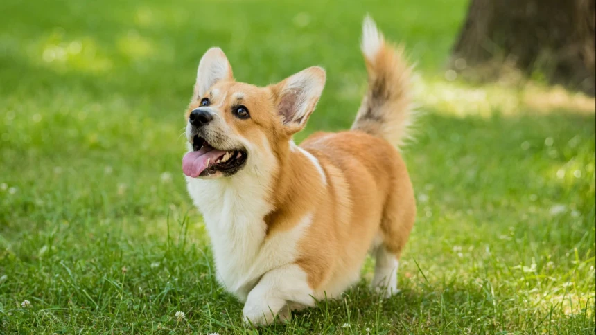 Sering Waswas Terkena Najis Anjing? Begini Penjelasan dan Solusinya Menurut Ulama
