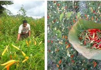 PCNU Bolmong Utara Panen Padi Ladang dan Cabe