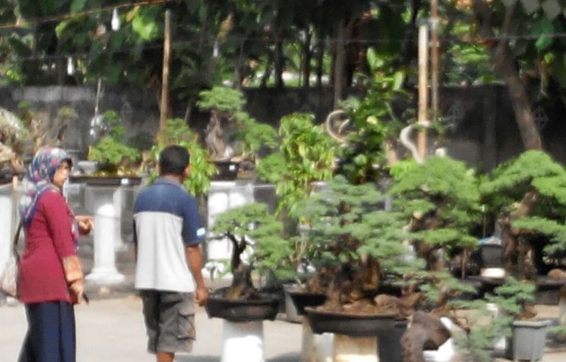 Ratusan Bonsai Meriahkan Seabad Madrasah di Pesantren Tambakberas