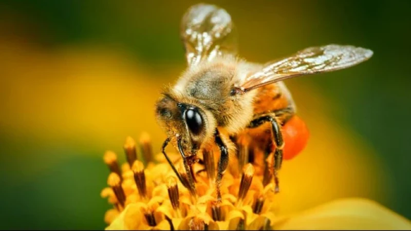 Manusia Mukmin Bagaikan Lebah