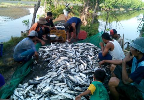 Menu Ramadhan, Ikan Menjadi Favorit di Probolinggo