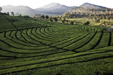 Reforma Tanah, Serikat Petani: Seharusnya Semua untuk Petani