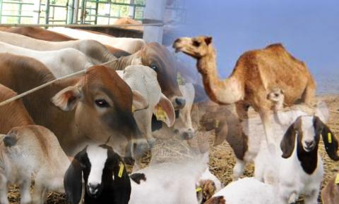 Nishab Zakat Binatang Ternak dan Jumlah yang Wajib Dikeluarkan