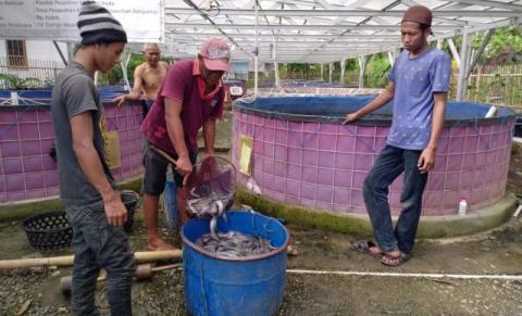 Pesantren Miftahul Huda Pesawahan Kembangkan Budidaya Lele