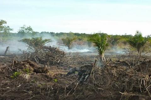 Allah Tegas Melarang Rusak Lahan Gambut