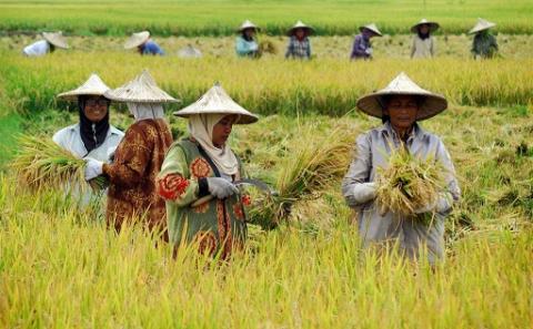 Beras Produksi Dalam Negeri Dinilai Cukup, Tak Perlu Impor