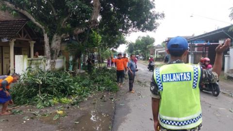 Banser Jombang Bantu Warga Pangkas Pohon Rawan Tumbang