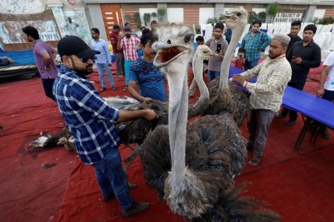 Di Pakistan, Daging Burung Unta dan Rusa Disajikan untuk Sahur