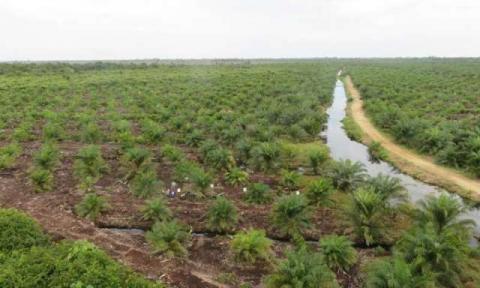 Manfaat Gambut Menurut Akademisi Teknologi Agroindustri