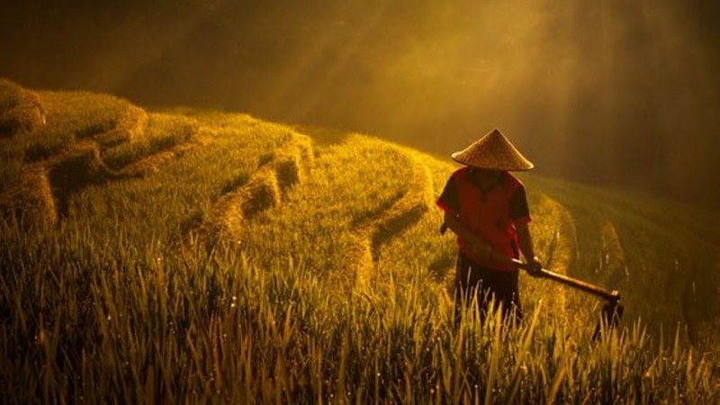 Menanti ‘Gebrakan’ Undang-Undang Sistem Budidaya Pertanian yang Baru