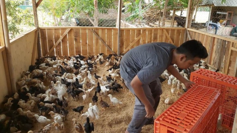 Kuatkan Kemandirian, Kader Ansor Sumberjaya Majalengka Beternak Ayam