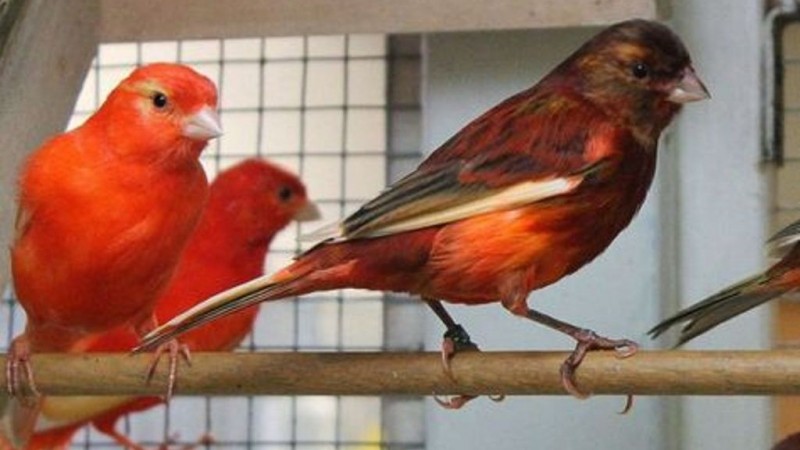 Jual Beli Burung Love Bird Malang Raya Lovebirds Lover