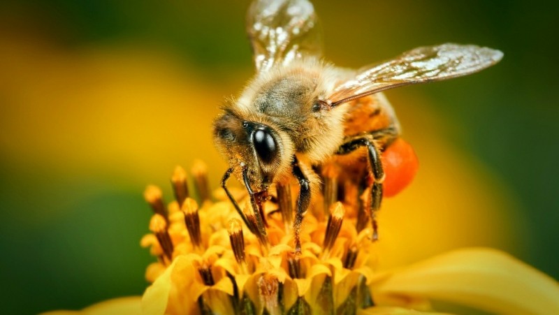 Wujudkan Kemandirian Ekonomi, Basada Lampung Kembangkan Budidaya Lebah