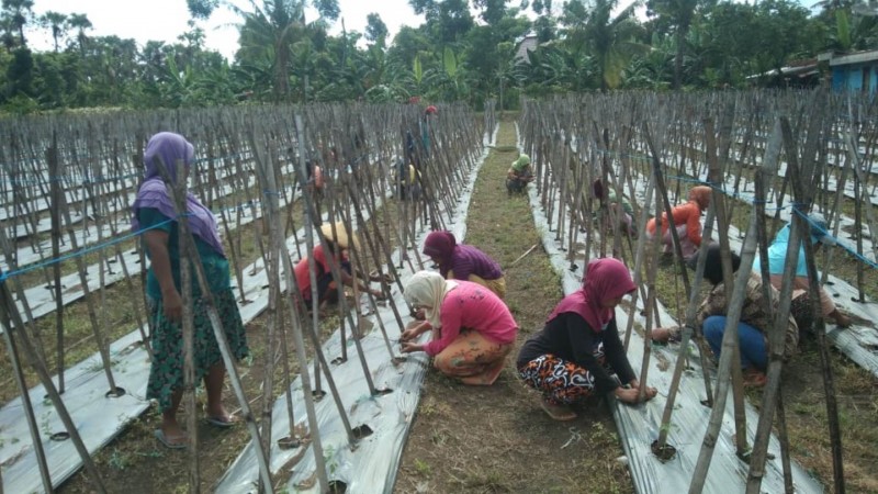 GP Ansor Dorong Pemerintah Desa Berdayakan Sektor Pertanian