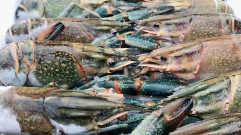 Besok Siang, LBM PBNU Bahas Kebijakan Menteri KKP Soal Ekspor Lobster