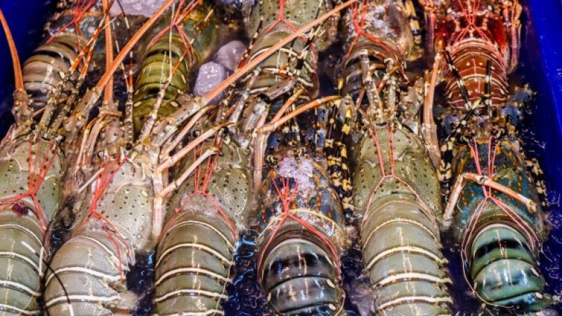 Imam Aziz: Negara Wajib Fasilitasi Riset Agar Benih Lobster Bisa Dibudidayakan