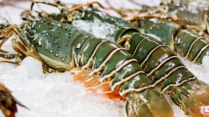 Kebijakan Berbeda Dua Menteri Terkait Ekspor Benih Lobster