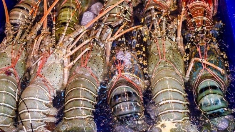 PBNU Minta Menteri KKP Hentikan Ekspor Benih Bening Lobster