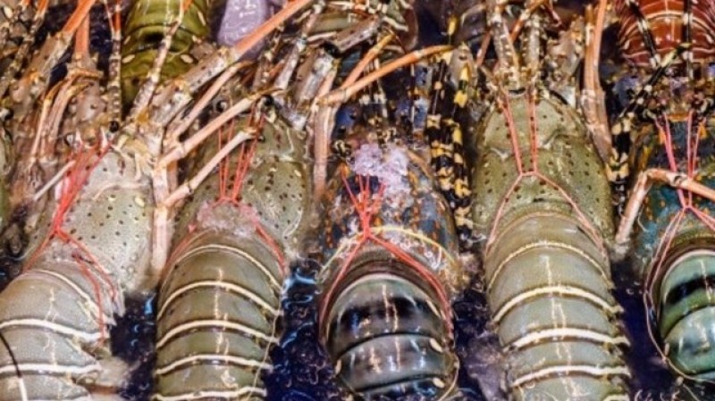 PBNU Minta Menteri KKP Hentikan Ekspor Benih Bening Lobster