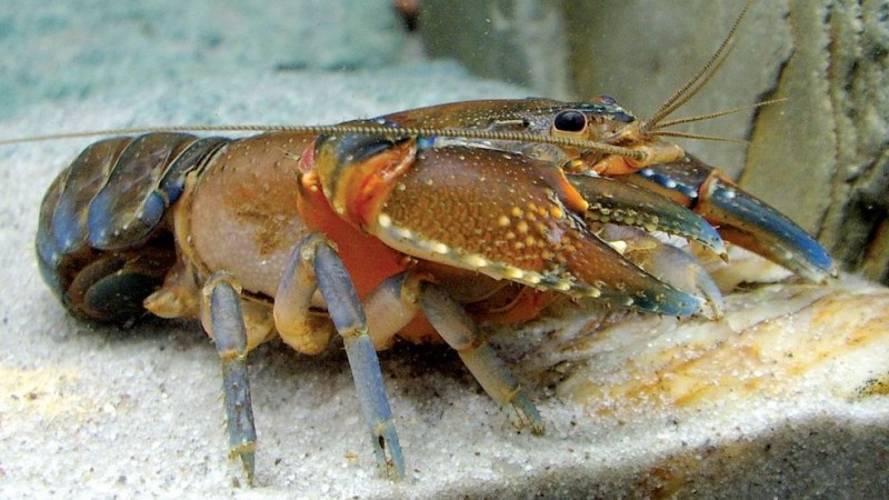 PBNU Minta Menteri KKP Prioritaskan Budidaya dan Restocking Lobster di Dalam Negeri