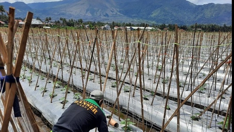 Banser Bertanam Tomat dan Cabe di Lahan Pesantren