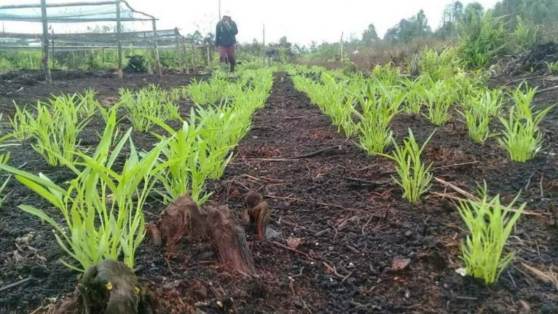 Tantangan dan Solusi Koperasi Pertanian di Indonesia