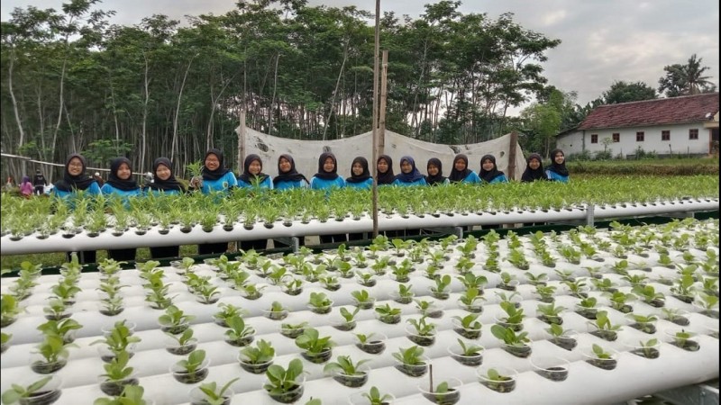 ISNU Bondowoso Kembangkan Hidroganik untuk Budidaya Sayur