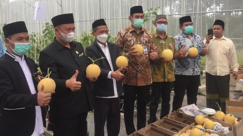 Panen Perdana Melon Inthanon di Green House Pesantren Minhadul Ulum Pesawaran