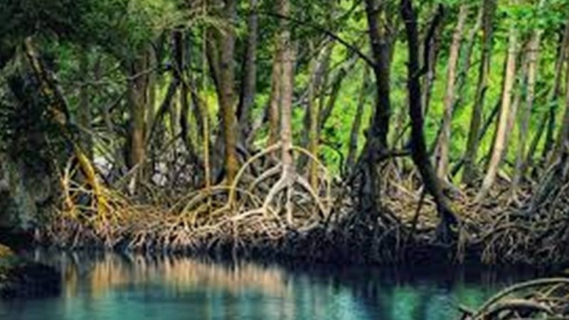 Ekosistem Gambut dan Mangrove Punya Nilai Ekonomis-Ekologis