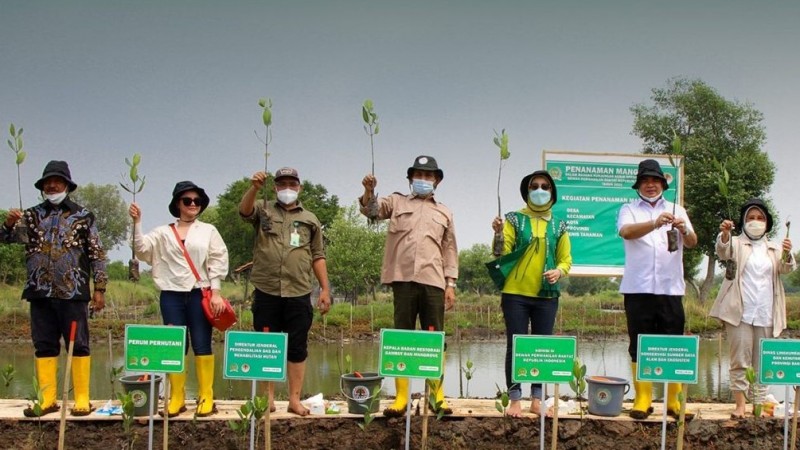 2021, BRGM Targetkan Rehabilitasi 483 Ribu Hektar Mangrove di 9 Provinsi 