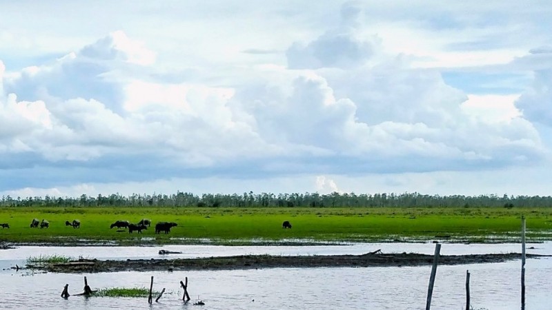 BRGM Akan Rehabilitasi Mangrove Seluas 5.500 Hektar di Kepulauan Riau