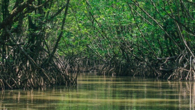 Manfaat Mangrove bagi Biota Laut
