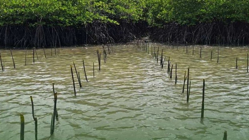 Tantangan-tantangan Rehabilitasi Mangrove di Indonesia