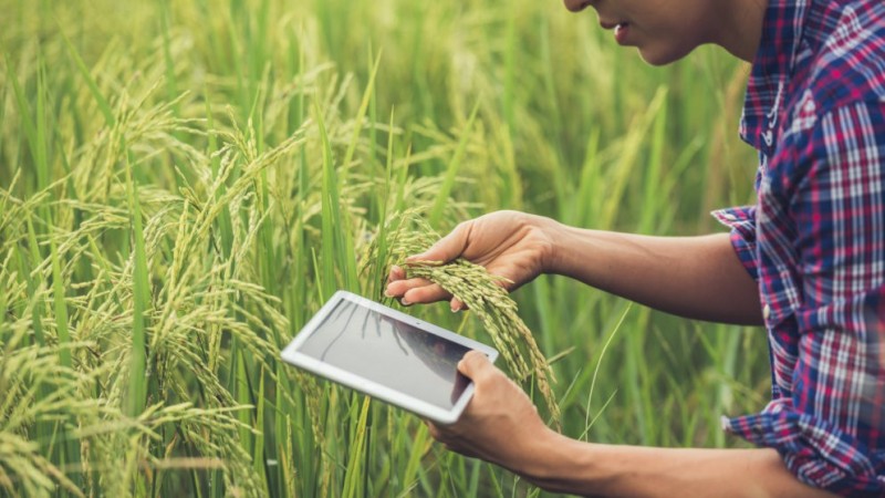 Agro-Trading dan Nasib Petani dalam Kajian Fiqih Muamalah