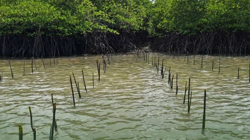 Pola Tanam Tumpangsari Tambak Lestarikan Hutan Mangrove