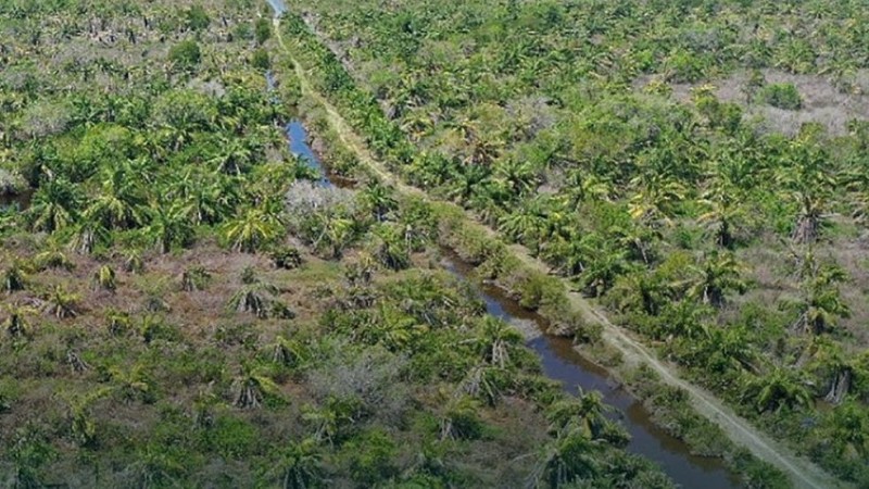 BRGM Pastikan Ekosistem Mangrove Bantu Sehatkan Lingkungan
