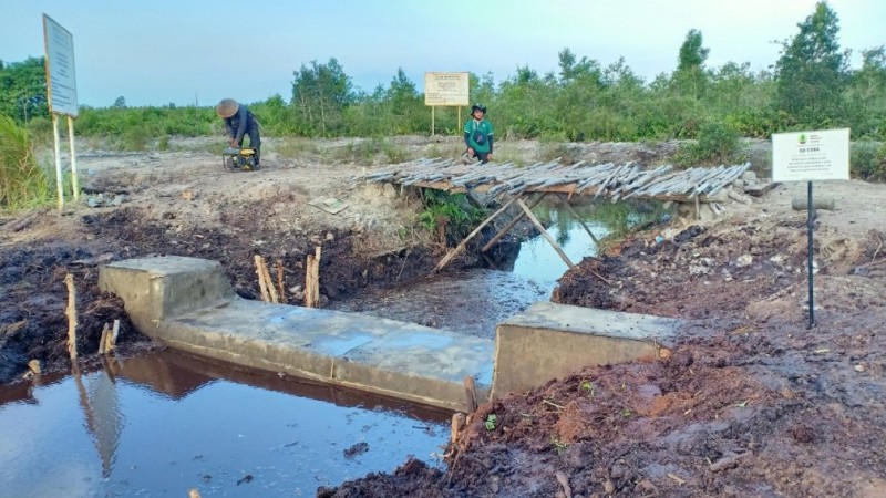 Kemarau Tiba, BRGM Perkuat Perlindungan Ekosistem Gambut di Sumatera