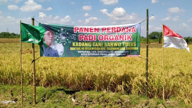 Panen Padi Organik di Grobogan, NU Jateng: Semoga Petani NU Semakin Sejahtera