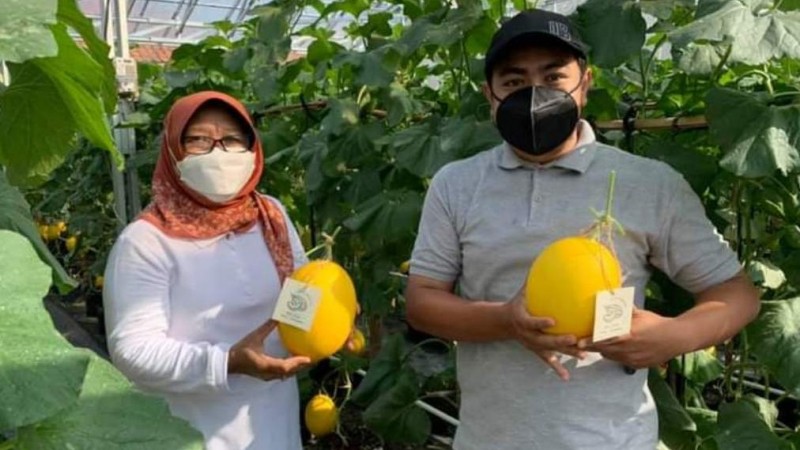 Omzet Puluhan Juta Kader Ansor Tegal dengan Budi Daya Melon Golden