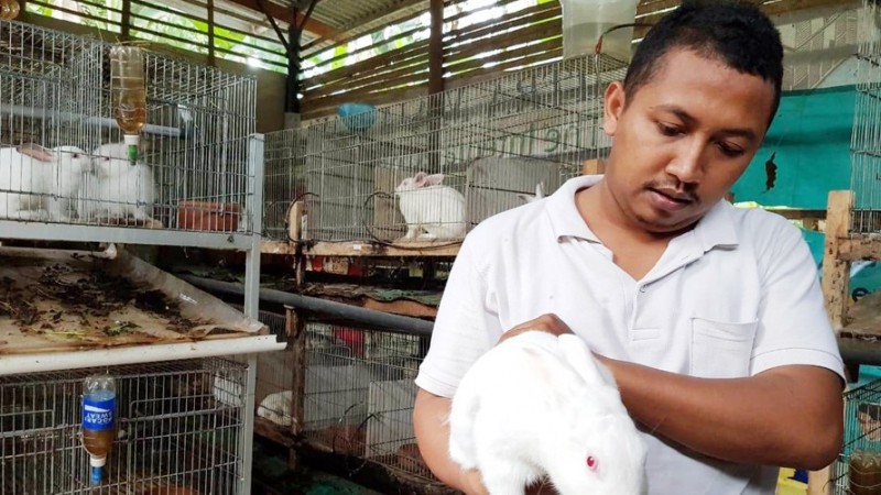 Kader Ansor PAC Klirong Kebumen Ini Tekuni Ternak Kelinci untuk Ekspor Daging