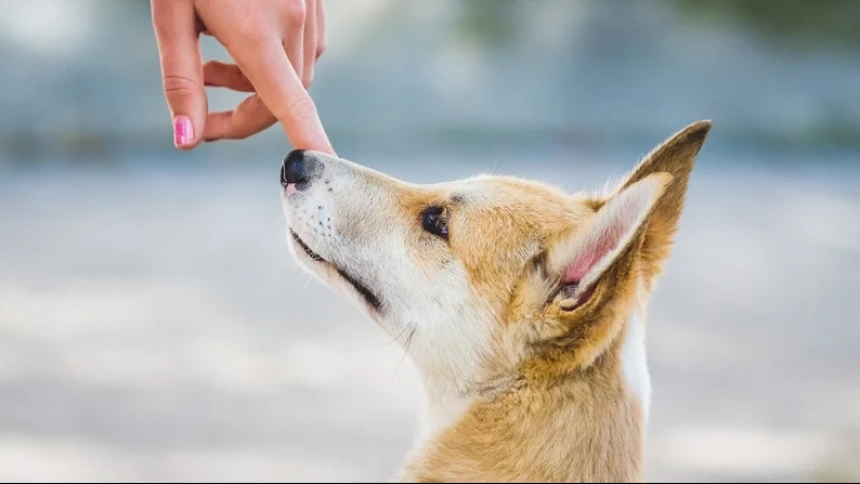 Penularan Infeksi pada Anjing Peliharaan dalam Tinjauan Thibbun Nabawi