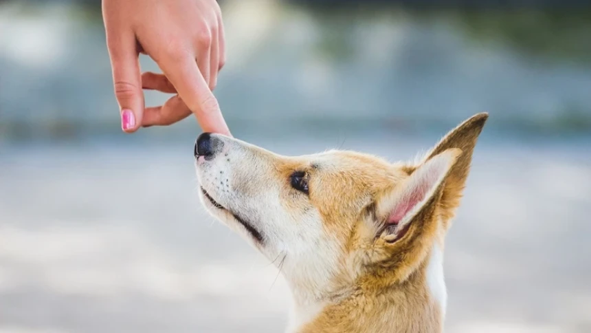 Bersalaman dengan Nonis Pemelihara Anjing, Najiskah?